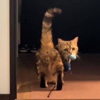 遊び疲れた飼い主→猫に『寝たふり』がバレた結果…反則級に可愛い『まさかの行動』が135万再生「まだいけんじゃん」「ヨチヨチ歩き可愛い」