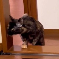『お風呂はキケン』と認識している猫→飼い主が入っているのを発見すると…尊すぎる『素敵な行動』に絶賛「なんと健気な…」「愛されてるね」