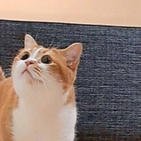 お風呂のドアの前にカメラを設置して入ったら、猫が…とんでもなく『尊い瞬間』に「いじらしさにちょっと泣きそう」「反則級に可愛い」と14万表示