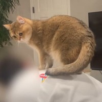 飼い主さんが『筋トレ』をし始めたら、猫が……あまりにも『ネコハラ』な光景に「お手伝いしてて笑った」「うらやましいｗ」と爆笑の声が続出