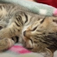 カラスに囲まれていた子猫を保護して2日目…飼い主さんのそばで見せた『あまりにも尊い光景』が48万再生「幸せだね」「本当にかわいい」