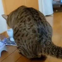 飼い主さんが猫を撮影しようと『声をかけた』次の瞬間…コントのような『まさかのやり取り』が53万再生「ツッコミが良いｗ」「飲み方が天才ｗ」