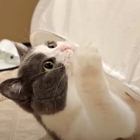 夏の夜、飼い主と猫たちが庭でピクニック→部屋に戻ろうとしたら…１匹が見せた『とんでもなく尊い光景』に「素敵な時間」「なんとも可愛い」