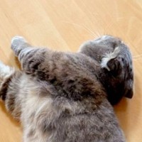 寝ている猫を見てみたら、『横のぬいぐるみ』と……とんでもなく尊すぎる瞬間に「仲いいなぁ」「半端ない可愛さ」と癒される人が続出