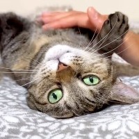 大好きなお父さんが長期不在→ふだんは“しっかり者”のお姉ちゃん猫が…不満が爆発した『まさかの光景』に「寂しいね…」「早く再会を見たい」