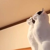 キッチンに現れた『G』→猫がやっつけてくれると思ったら…まさかの結末が215万再生「狙ってたのに最後ｗ」「可愛すぎて何回も見ちゃうｗ」