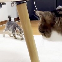 無邪気な２匹の保護子猫→“元末っ子”の先住猫と遭遇した結果…思った以上に『とまどいが隠せない反応』に「緊張が走った」「娘さんナイス」
