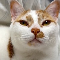 ベッドにいる２匹の猫→愛してやまないママがやってくると…泣けるほど尊い『まさかの光景』に「ゴロゴロが可愛い」「最高です」と絶賛の声