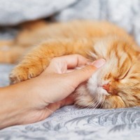 その添い寝、猫は迷惑かも？一緒に寝るときに『やってはいけない行動』3選