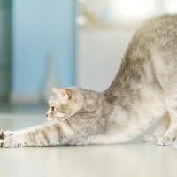 猫が『伸びをしている』ときは、どんな気持ち？猫のストレッチに秘められた4つの心理