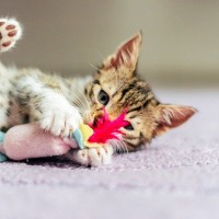 “かまってちゃん”な愛猫に困ったら…猫に『ひとり遊び』してもらうためのコツとおすすめの遊び選