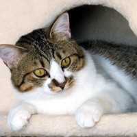 愛猫の『生活の質をアップする方法』4選　大事なのは“猫ファースト”と“エンリッチメント”