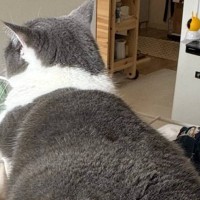 タオルハンガーの上に座っている猫→『右足』を見てみると…思わず二度見する『体勢』に1万7000いいね「足がおかしいｗ」「すごい器用ｗ」