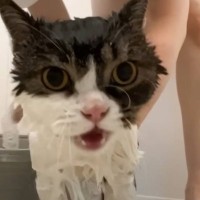 『お風呂が苦手な息子猫』をシャンプーしていたら、『パパ猫』が…まさかの光景がたまらないと10万再生「優しいパパ」「可愛すぎる」