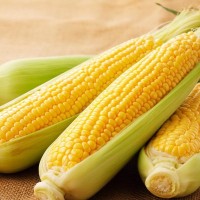 猫には絶対に与えてはいけない『夏の危険な野菜』3選とその理由　誤食したときの対処法も