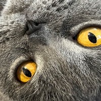 猫と人の違いはこんなところにも！『人にあって猫にはない体の部位』6選