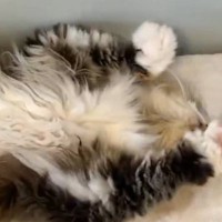 「あまりにも可愛すぎた」「いいもの見させてもらった」猫が『仰向けの状態』で……あまりにも予想外な『尊すぎる仕草』に２万いいねの反響