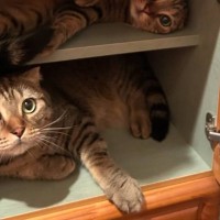 友人からもらった収納棚→何入れるか迷っていたら…猫4匹の『可愛すぎる光景』が239万表示「デザイニャーズニャンション」「たまらんｗ」