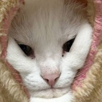 ハンモックの隙間から顔を出す猫→『口元』を見てみると…あまりにも仙人すぎる光景が170万表示「ネコに似た何かｗ」「杖持ったら神様ｗ」