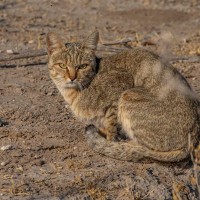 猫と犬、実はルーツが同じだった！『猫の祖先』になった生き物2選