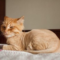 猫の『猛暑対策』でやってはいけない4つの間違った行動　猫を危険な目にさらすかも？