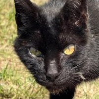 往復4時間もかかる山の頂上に『遺棄された黒猫』→探しに行った結果…予想外の光景に涙がでると25万再生「優しさに感動」「ありがとう」