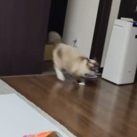 すごいスピードで駆け抜けていった猫→次の瞬間、もう1匹の猫が…予想外の『スピード差』に爆笑の声「主の反応に笑ったｗ」「性格でるねえｗ」