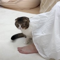 お昼寝中のママを見つめる猫→突然走り出して…爆笑必至の『斬新すぎる起こし方』が56万再生「大胆だなぁ」「それはアウトよ」