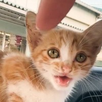 真夏の日、漁港にひとりぼっちでいた『可愛すぎる子猫』を保護して２年…もはや別の猫みたいになった『現在』が話題に　「同じ子なんだｗ」