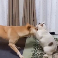 誘い方が少し乱暴で同居犬に相手にされなかった元保護猫→ネコパンチを喜ぶ『新入り元野犬』と出会った結果が…「号泣」「うるうるきた」と反響