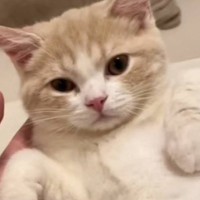 甘えてきた猫を『無視』してみた結果…限界を迎える人が続出の『可愛すぎる反応』が611万再生「本当につらいやつｗ」「耐えられない」