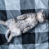 猫も『寝言』を言うことがある？考えられる3つの原因と、要注意なケースの特徴