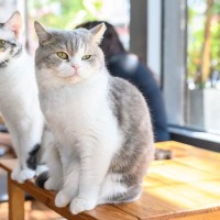 ステキな名前がつけられた『猫の顔まわりの模様』4選　トラ猫の額の“M”、なんていうか知ってますか？