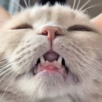 下から撮ったら『ブサカワだった猫』→角度を変えてみたら…爆笑必至の光景が107万再生「目がやばいｗ」「むしろ下のほうが好きｗ」