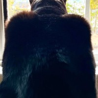 窓の外を眺める猫→後ろから見てみると…まるでヒーローのような『カッコよすぎる光景』に2万いいね「イカツイｗｗ」「バットニャンｗ」