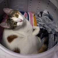 猫にとって凶器になる『危ない家電』5選　起こり得る事故と取るべき対策