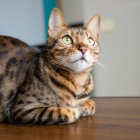『猫には幽霊が見えている』と思われる3つの要因　感覚が鋭い猫ならあり得る？