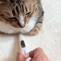 香箱座りをしている猫の胸元に『体温計』を差し込んでみたら…まさかの計測結果が204万再生「思ったよりあったｗ」「体温計になりたい」