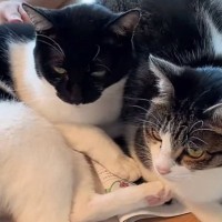 『40万再生突破』女の子の勉強を“全力で阻止”する2匹の猫が話題に…「愛が重いｗ」「強い意志を感じるｗ」と笑顔になる人が続出