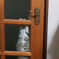 部屋に入りたい元野良猫→自力でドアを開けようとして…まさかの瞬間が賢すぎると15万再生「透けて見えるのたまらん」「えぇーすごい」と話題に