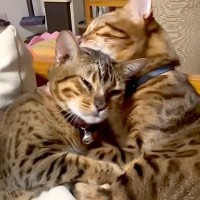 毛づくろいをしているパパ猫→『パパ大好きな娘猫』が近づいていくと…親子の愛を感じる『素敵なやり取り』に「仲良しで癒された」「可愛いが渋滞」