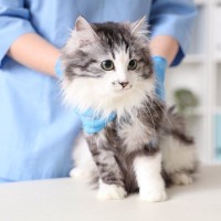 猫の代表的な『遺伝病』5選とかかりやすい猫種　初期症状や事前に調べるための方法など