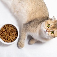 猫に『療法食』を与えるときに絶対に守るべき3つの約束　取り扱いを間違えるとかえって不健康に…