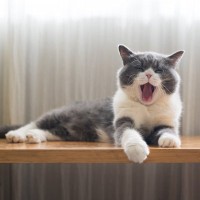 猫も『睡眠不足』には要注意！猫の眠りを妨げる4つの原因と起こり得るトラブル