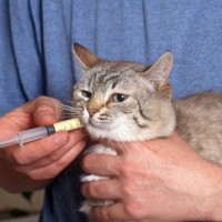 嫌がる猫に上手に『薬を与える』ためのコツ6選　薬のタイプ別に解説
