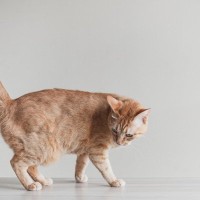 猫の『しっぽがベタベタする』のは病気のサインかも？！考えられる病気と対処法