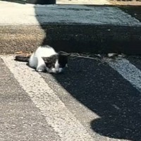 暑い中、後ろ足を引きずっている『ひとりぼっちの子猫』と出会った結果……思わず泣ける話に反響「号泣」「優しい方に拾われてよかった」