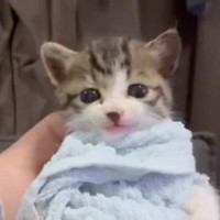 「可愛すぎて苦しい」タオルでおくるみされた赤ちゃん猫…悶絶必至の『あまりにも尊すぎる瞬間』が41万再生「赤にゃん」「涙が出てきた」