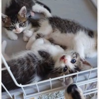 シャーシャーと『威嚇していた保護子猫たち』→4日目になると…まるで別猫のような『尊すぎる光景』が24万再生「可愛さMAX」「たまらん」