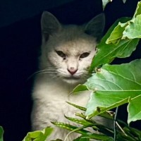 目がつり上がって険しい表情をしていた猫→保護して10日ほど経つと…想像を超える変化が泣けると51万表示「別猫すぎる」「安心したんだね」
